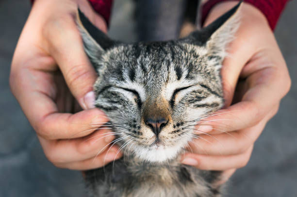 chat caressé