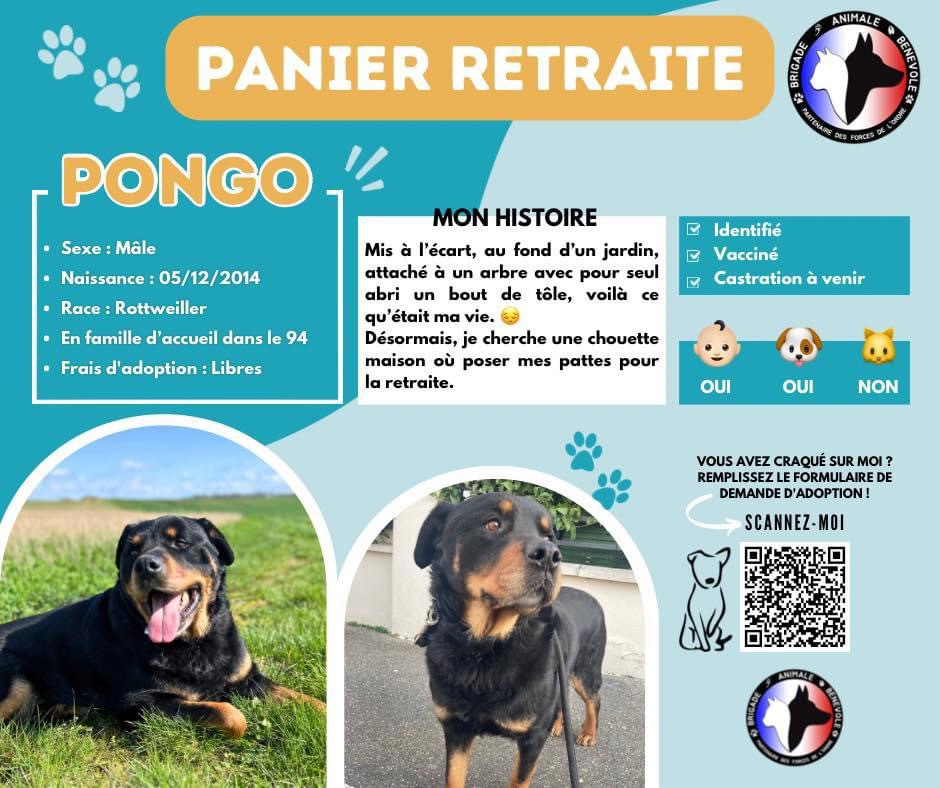 pongo