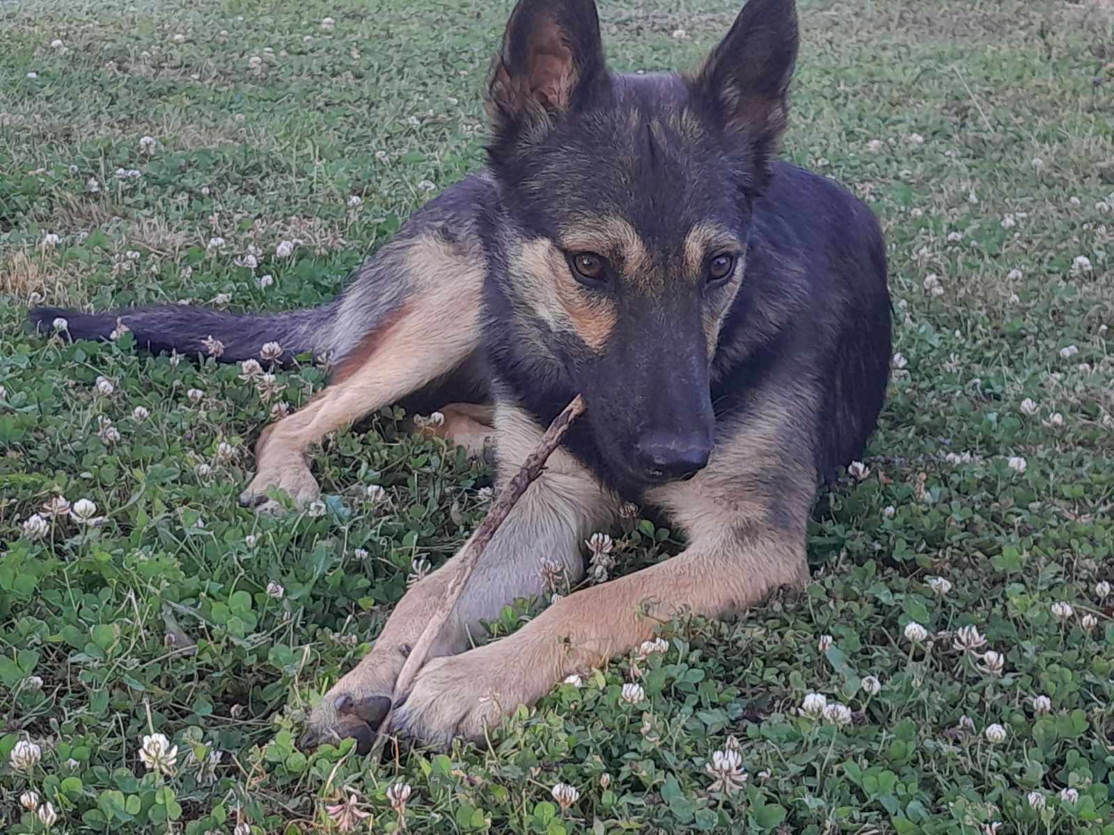 Satine couchée dans l'herbe avec un bâton