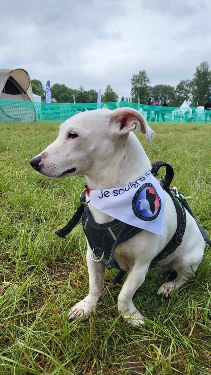 bandana brigade animale bénévole sur petit chien