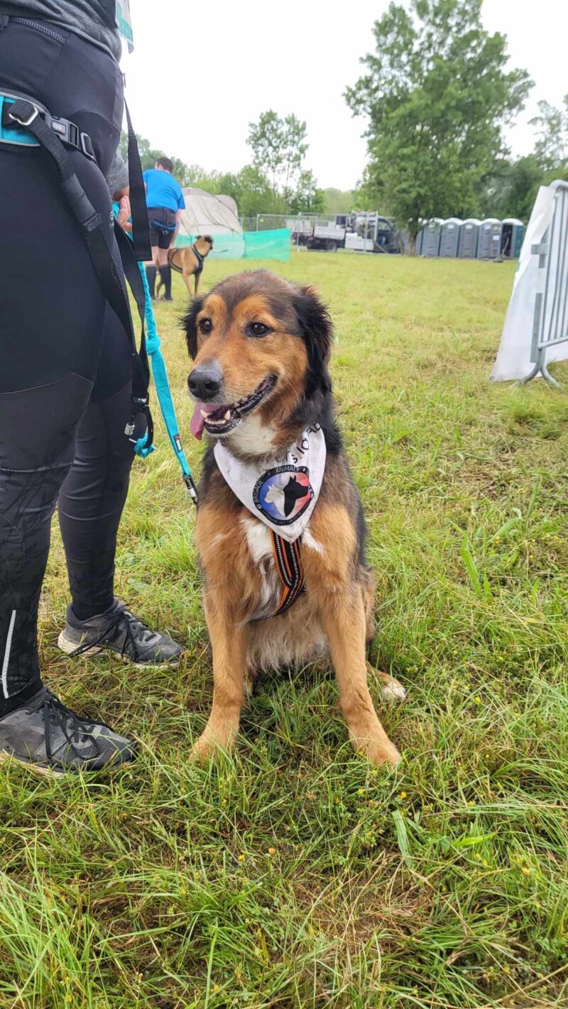 bandana brigade animale bénévole sur chien moyen