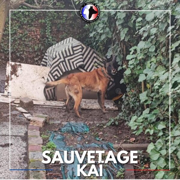 sauvetage kai - attaché court dehors