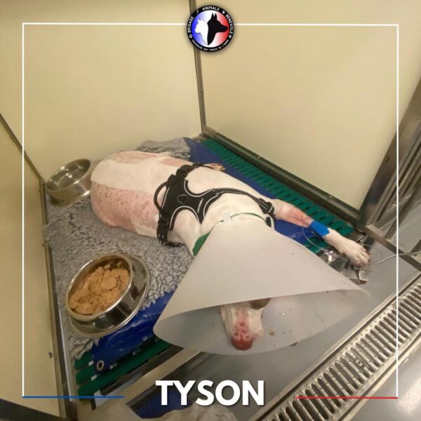 tyson hospitalisé