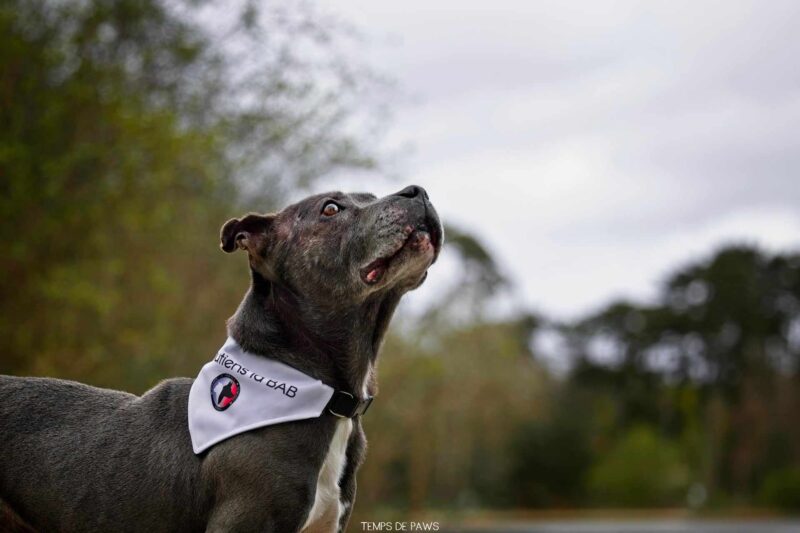 bandana brigade animale bénévole sur chien