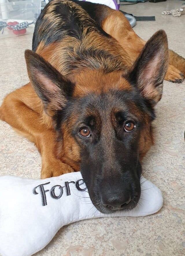 Ollie berger allemand couchée qui nous regarde