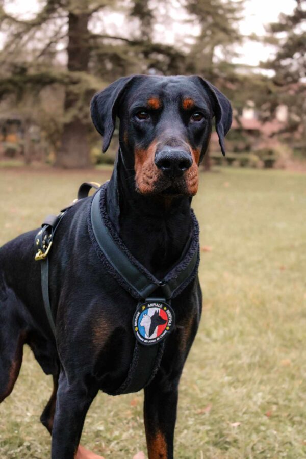 ecusson sur doberman