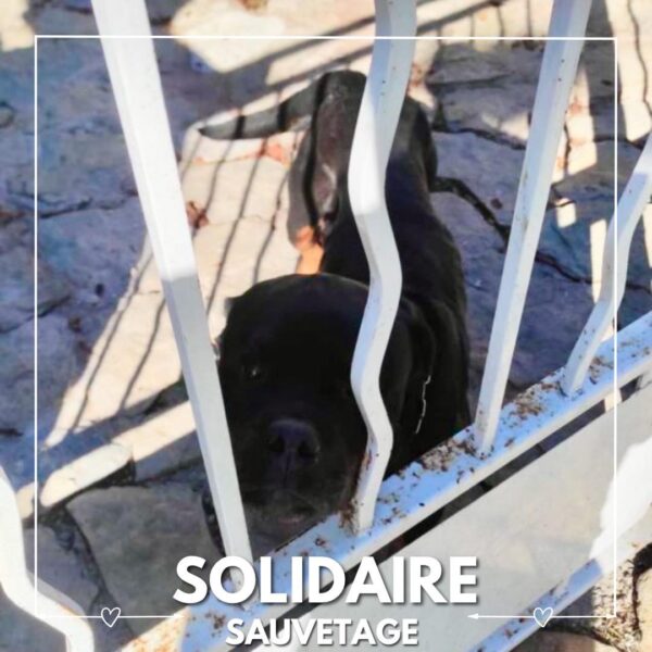 sauvetage solidaire ollie