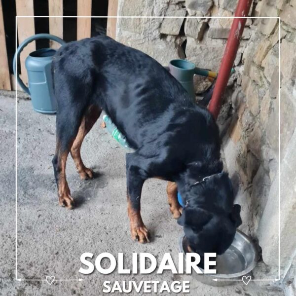 sauvetage solidaire ollie