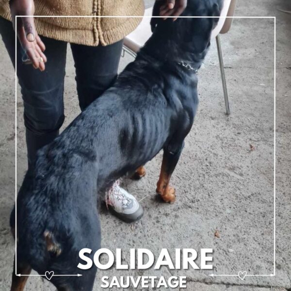 sauvetage solidaire ollie