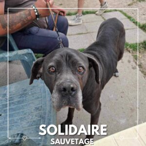 sauvetage solidaire silla