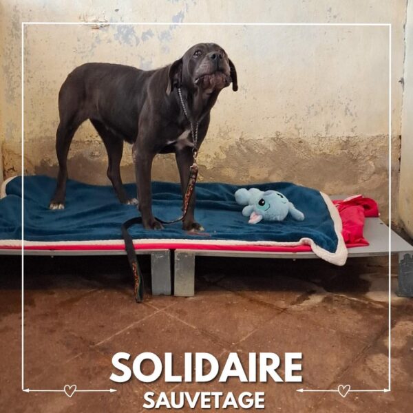 sauvetage solidaire silla