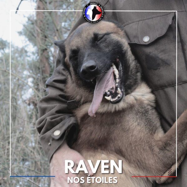 raven nos étoiles