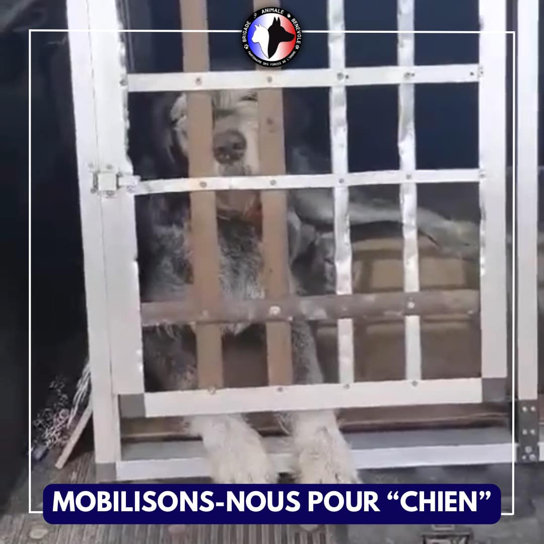 "chien" dans sa cage