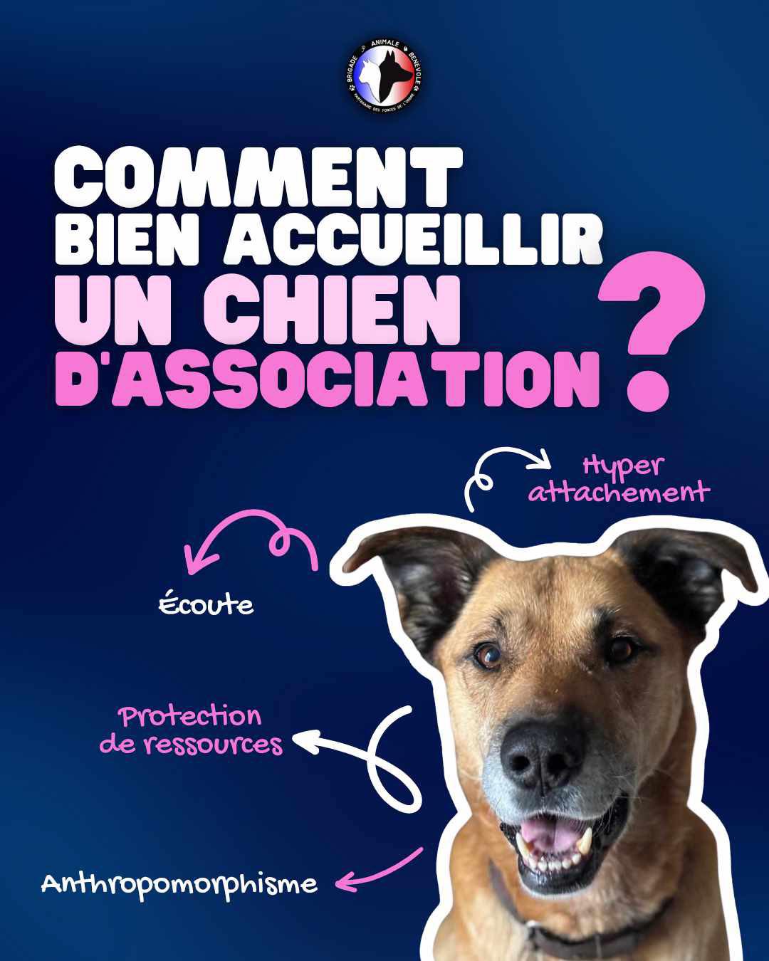 accueillir un chien d'association