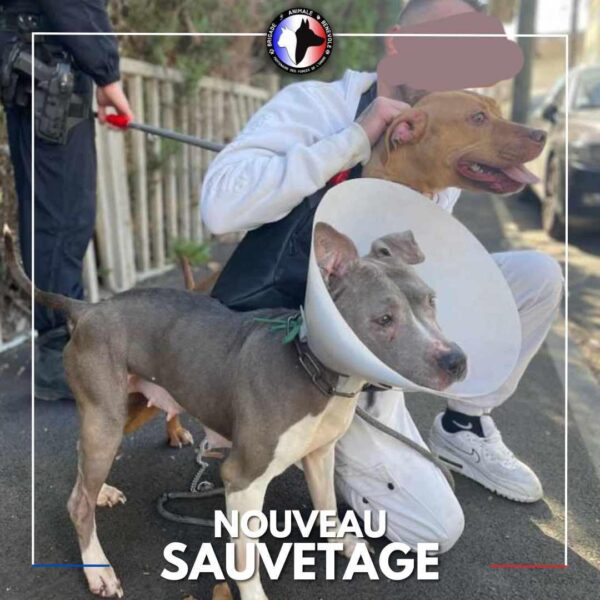 Deux chiennes sauvées d’une vie de misère