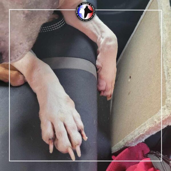 Deux chiennes sauvées d’une vie de misère