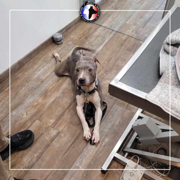 Deux chiennes sauvées d’une vie de misère