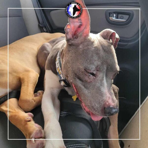 Deux chiennes sauvées d’une vie de misère