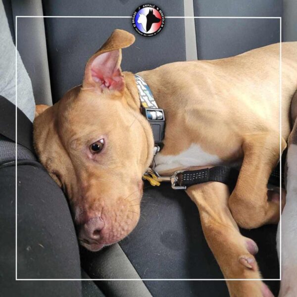 Deux chiennes sauvées d’une vie de misère