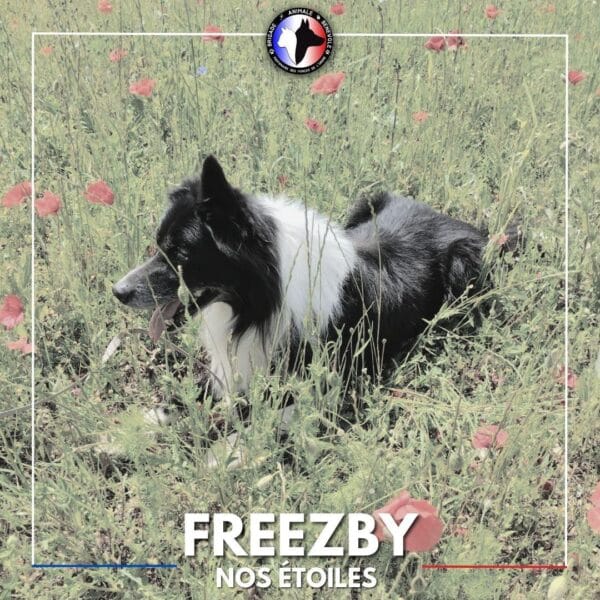 hommage freezby