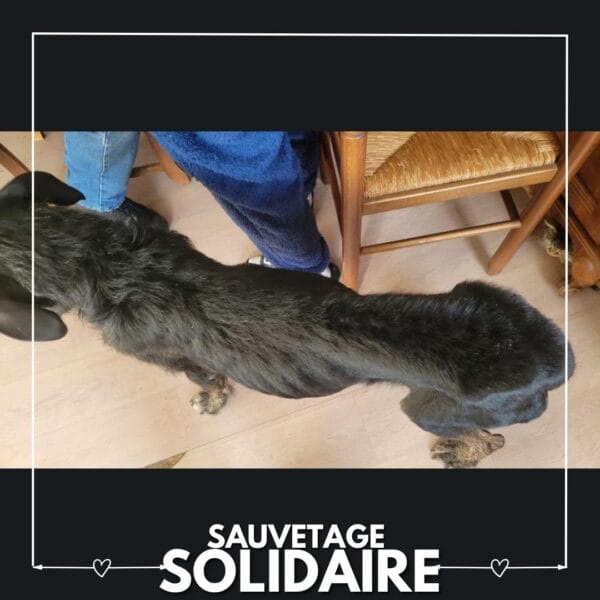 sauvetage solidaire Holaph