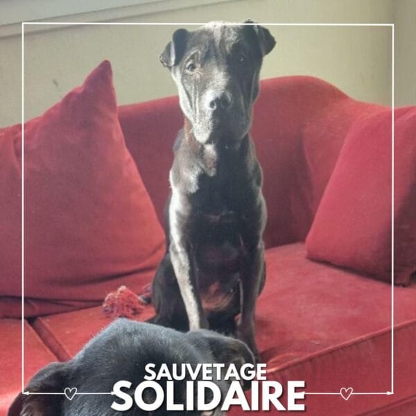 sauvetage solidaire Holaph