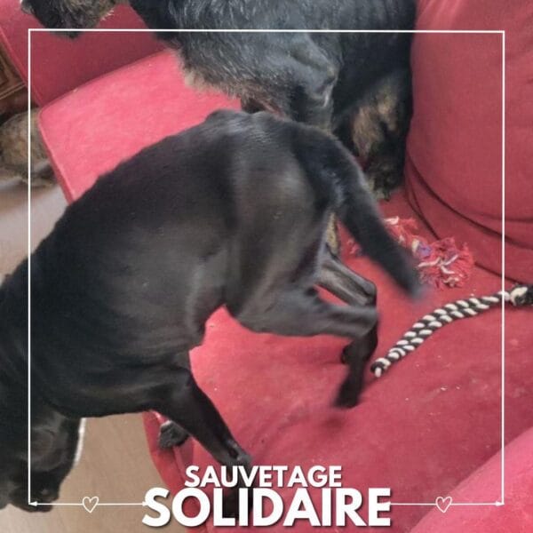 sauvetage solidaire Holaph