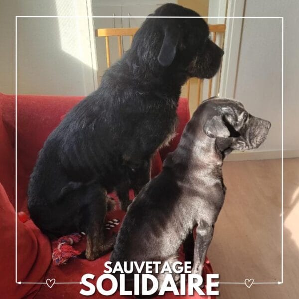 sauvetage solidaire Holaph