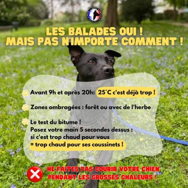 CHALEUR ET ANIMAUX : ADOPTEZ LES BONS GESTES !