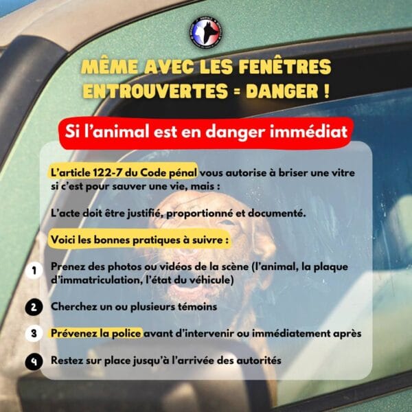 CHALEUR ET ANIMAUX : ADOPTEZ LES BONS GESTES !