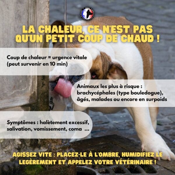 CHALEUR ET ANIMAUX : ADOPTEZ LES BONS GESTES !