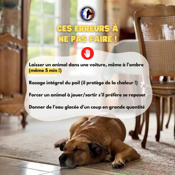 CHALEUR ET ANIMAUX : ADOPTEZ LES BONS GESTES !