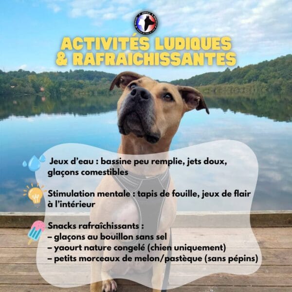 CHALEUR ET ANIMAUX : ADOPTEZ LES BONS GESTES !