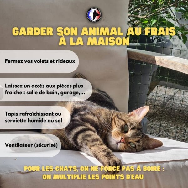 CHALEUR ET ANIMAUX : ADOPTEZ LES BONS GESTES !