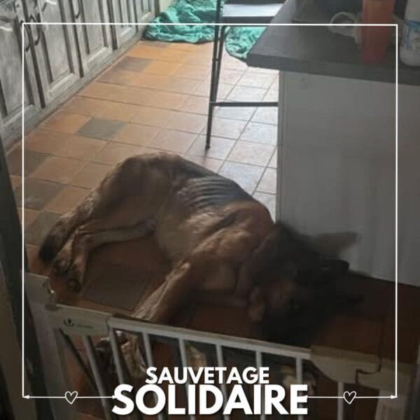 Sauvetage de Rosy et Tyson par ASAD