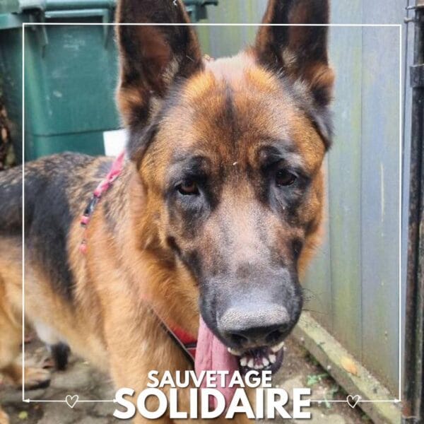 Sauvetage de Rosy et Tyson par ASAD