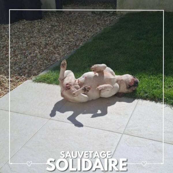 Sauvetage de Rosy et Tyson par ASAD