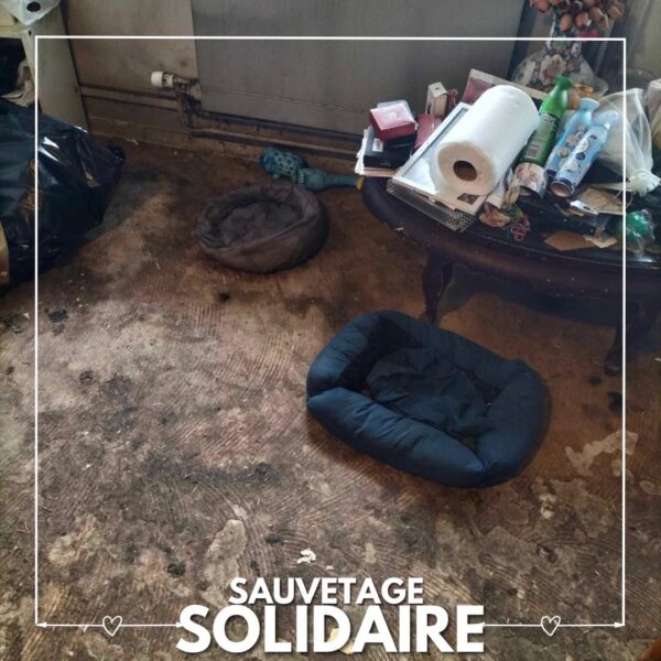 Sauvetage de Nola par SBPA Refuge de Lintot