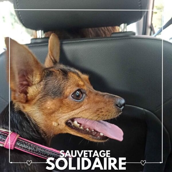 Sauvetage de Nola par SBPA Refuge de Lintot