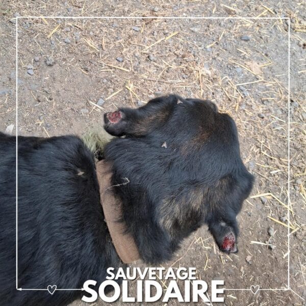 Sauvetage de 13 chiens par L’arche de Noé de Quarouble