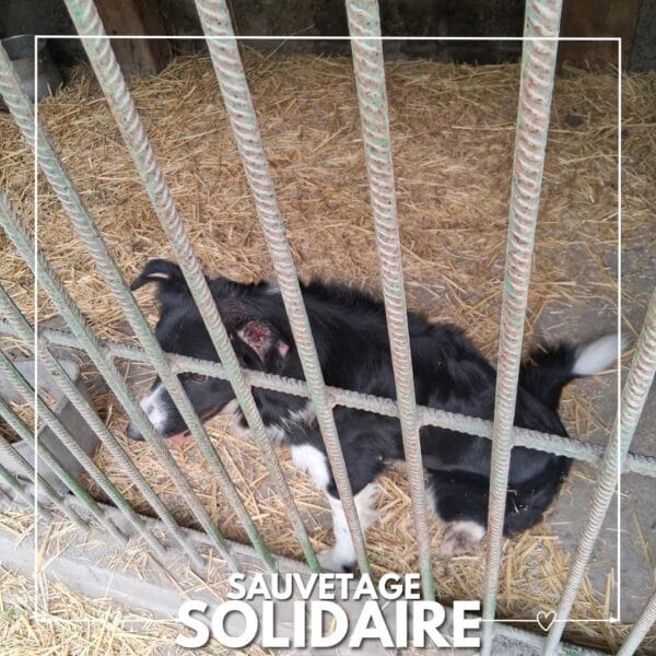 Sauvetage de 13 chiens par L’arche de Noé de Quarouble