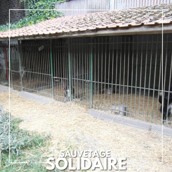 Sauvetage de 13 chiens par L’arche de Noé de Quarouble