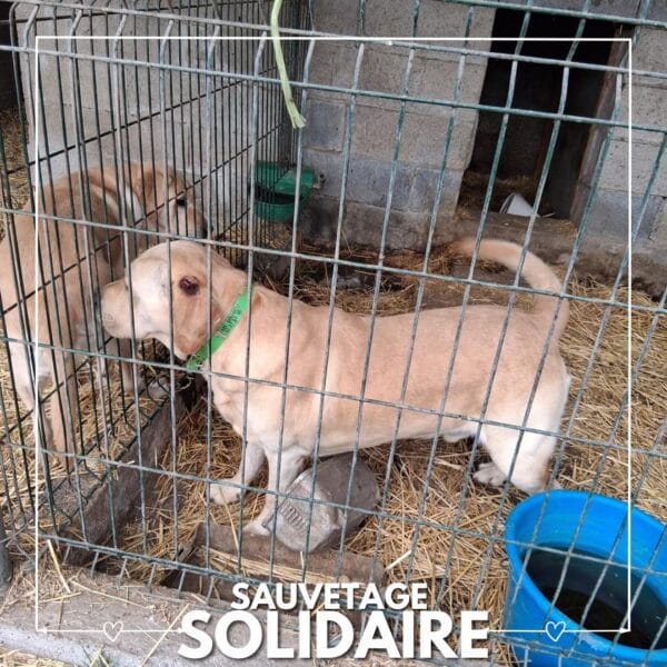 Sauvetage de 13 chiens par L’arche de Noé de Quarouble