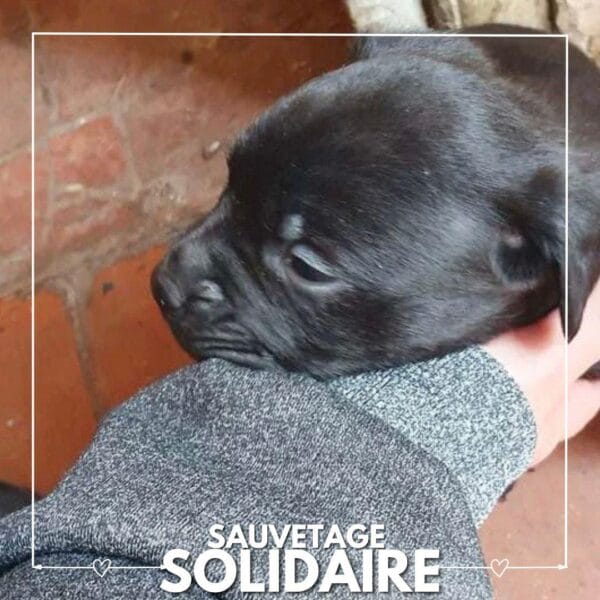 sauvetage de 3 chiots