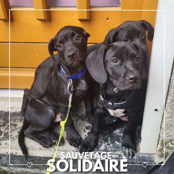 sauvetage 3 chiots