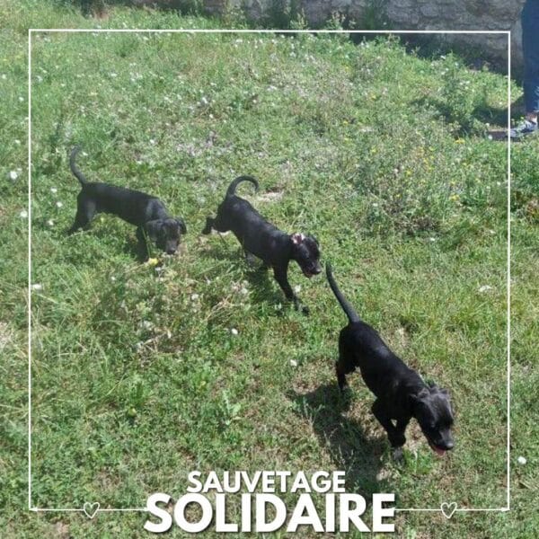 sauvetages 3 chiots