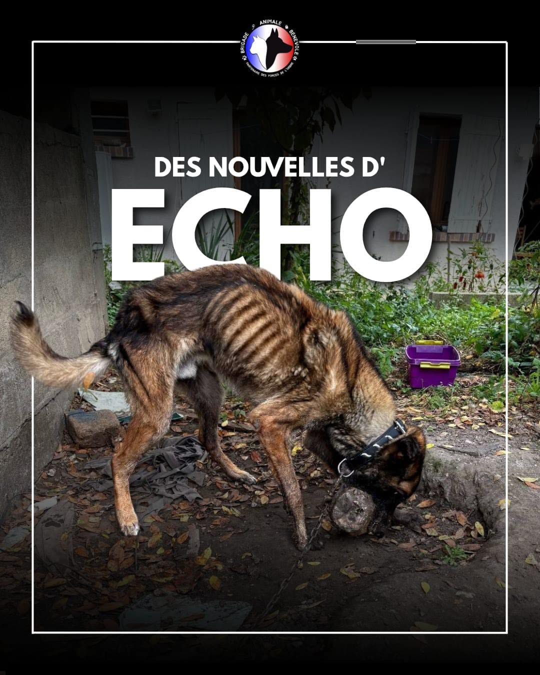des nouvelles d'echo