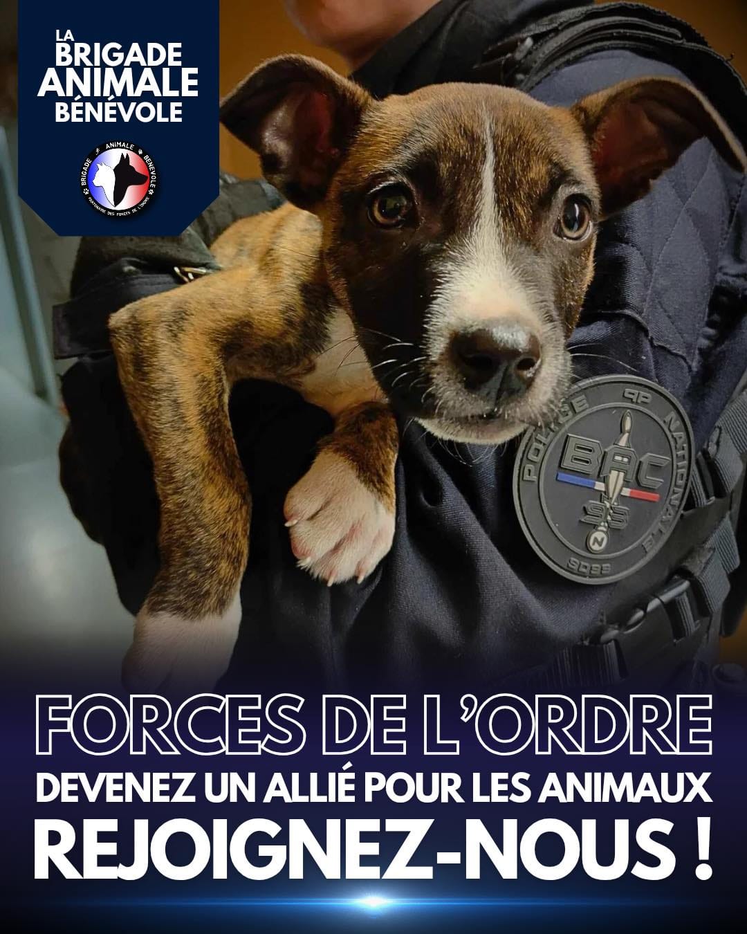 force de l'ordre, rejoignez la brigade animale bénévole