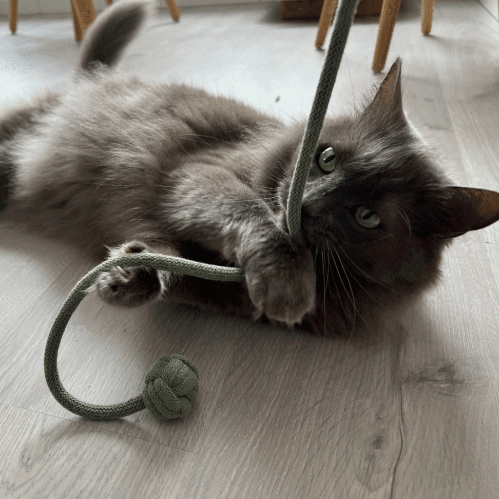 lot tombola elise cat'chet