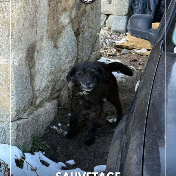 Sauvetage de Marley par Au Pré de mon Arche